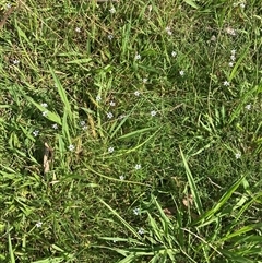 Sisyrinchium rosulatum at Yarralumla, ACT - 6 Dec 2024 09:22 AM