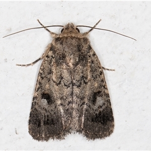 Thoracolopha verecunda at Melba, ACT - 3 Dec 2024 11:12 PM