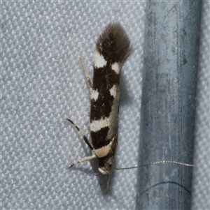 Macrobathra baliomitra at Freshwater Creek, VIC - 15 Apr 2020