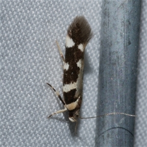 Macrobathra baliomitra at Freshwater Creek, VIC - 15 Apr 2020 08:55 PM