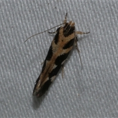 Macrobathra baliomitra (A Gelechioid moth) at Freshwater Creek, VIC - 15 Apr 2020 by WendyEM