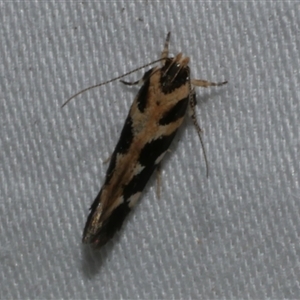 Macrobathra baliomitra (A Gelechioid moth) at Freshwater Creek, VIC by WendyEM