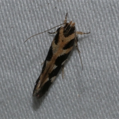 Macrobathra baliomitra (A Gelechioid moth) at Freshwater Creek, VIC - 15 Apr 2020 by WendyEM