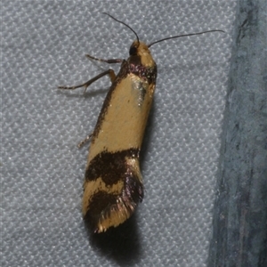 Olbonoma triptycha at Freshwater Creek, VIC - 15 Apr 2020