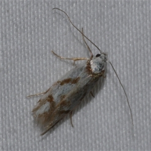 Oxythecta acceptella at Freshwater Creek, VIC - 16 Apr 2020 12:24 AM