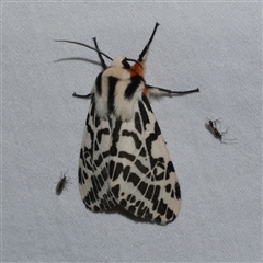 Ardices glatignyi (Black and White Tiger Moth (formerly Spilosoma)) at Freshwater Creek, VIC - 15 Apr 2020 by WendyEM