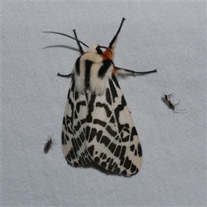 Ardices glatignyi (Black and White Tiger Moth (formerly Spilosoma)) at Freshwater Creek, VIC by WendyEM