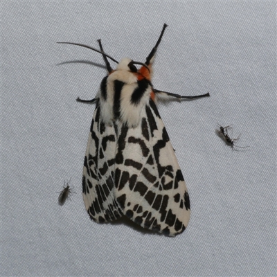 Ardices glatignyi (Black and White Tiger Moth (formerly Spilosoma)) at Freshwater Creek, VIC - 16 Apr 2020 by WendyEM