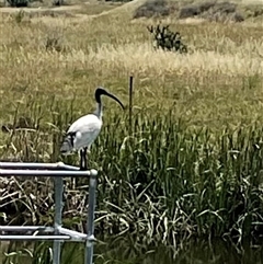 Threskiornis molucca at Dunlop, ACT - 6 Dec 2024 12:01 PM