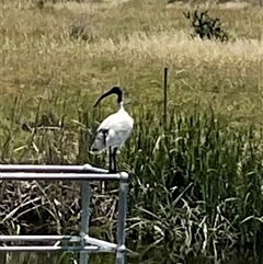 Threskiornis molucca at Dunlop, ACT - 6 Dec 2024 12:01 PM