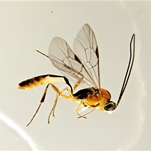 Temelucha sp. (genus) at Cook, ACT - 7 Dec 2024