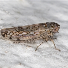 Orosius argentatus (A leafhopper) at Melba, ACT - 4 Dec 2024 by kasiaaus