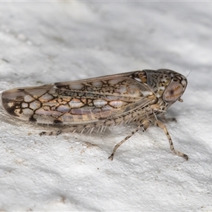 Orosius argentatus (A leafhopper) at Melba, ACT by kasiaaus