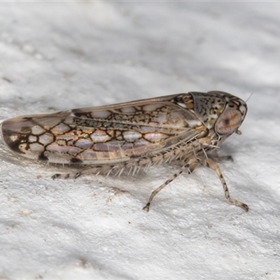 Orosius argentatus (A leafhopper) at Melba, ACT - 4 Dec 2024 by kasiaaus