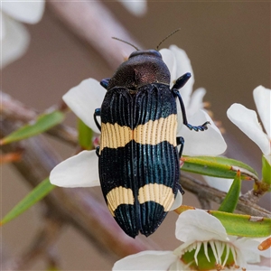 Castiarina vicina at Greenway, ACT - 5 Dec 2024