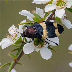 Castiarina vicina at Greenway, ACT - 5 Dec 2024