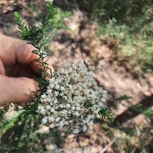 Ozothamnus diosmifolius at Bermagui, NSW - 6 Dec 2024 12:05 PM