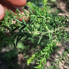 Ozothamnus diosmifolius at Bermagui, NSW - 6 Dec 2024 12:05 PM