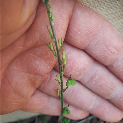 Unverified Other Wildflower or Herb at Coolagolite, NSW - 6 Dec 2024 by TheCrossingLand