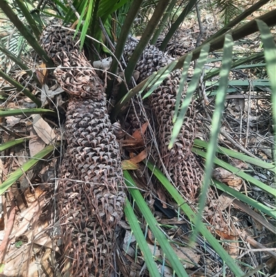Macrozamia communis (Burrawang) at Coolagolite, NSW - 6 Dec 2024 by TheCrossingLand