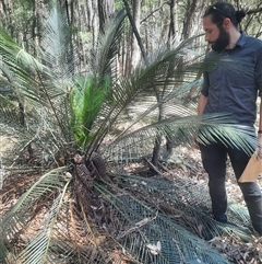 Macrozamia communis at Coolagolite, NSW - suppressed