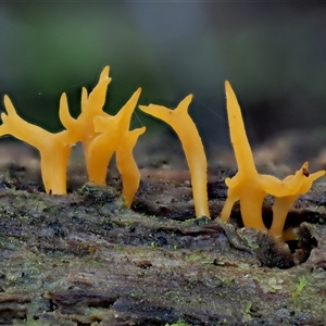 Calocera sp. at Uriarra Village, ACT - 15 May 2024 12:51 PM