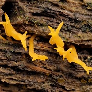 Calocera sp. at Uriarra Village, ACT - 15 May 2024 12:51 PM