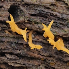 Calocera sp. at Uriarra Village, ACT - 15 May 2024