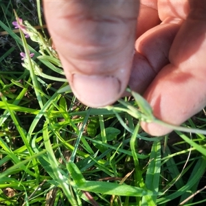 Centaurium sp. at Coolagolite, NSW - 6 Dec 2024 08:13 AM