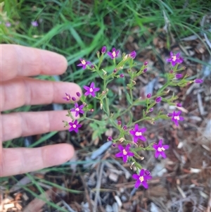 Centaurium sp. at Coolagolite, NSW - 6 Dec 2024 08:13 AM