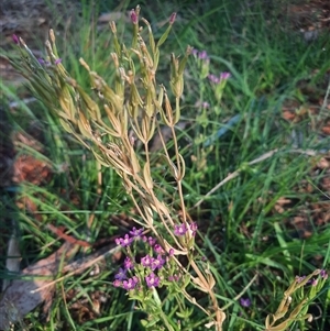 Centaurium sp. at Coolagolite, NSW - 6 Dec 2024 08:13 AM