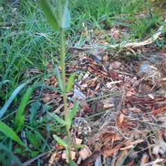 Centaurium sp. at Coolagolite, NSW - 6 Dec 2024 08:13 AM