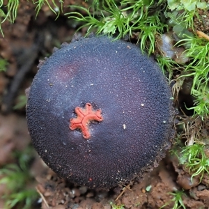 Calostoma fuscum at Uriarra Village, ACT - 15 May 2024