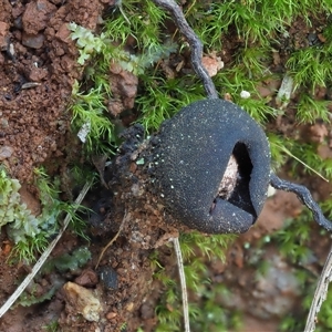 Calostoma fuscum at Uriarra Village, ACT - 15 May 2024