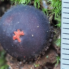 Calostoma fuscum at Uriarra Village, ACT - 15 May 2024