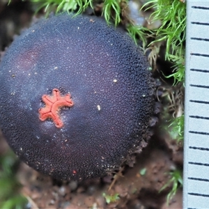 Calostoma fuscum at Uriarra Village, ACT - 15 May 2024