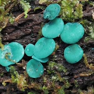 Chlorociboria at Uriarra Village, ACT - 15 May 2024 12:57 PM