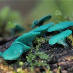 Chlorociboria at Uriarra Village, ACT - 15 May 2024 12:57 PM