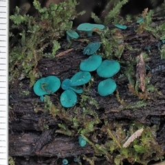 Chlorociboria at Uriarra Village, ACT - 15 May 2024 12:57 PM