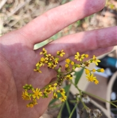 Senecio linearifolius at Bermagui, NSW - 6 Dec 2024 by TheCrossingLand