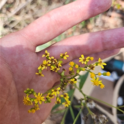 Senecio linearifolius at Bermagui, NSW - 6 Dec 2024 by TheCrossingLand