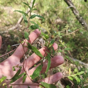 Billardiera mutabilis at Bermagui, NSW - 6 Dec 2024 11:56 AM