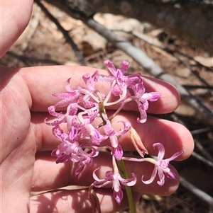 Dipodium roseum at Bermagui, NSW - suppressed