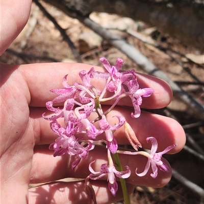 Dipodium roseum (Rosy Hyacinth Orchid) at Bermagui, NSW - 6 Dec 2024 by TheCrossingLand