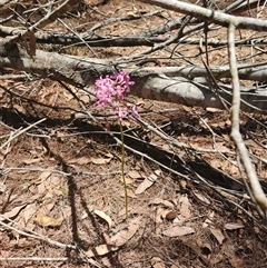 Dipodium sp. at Bermagui, NSW - suppressed