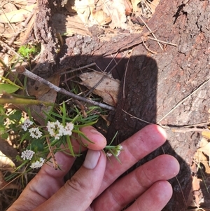 Platysace lanceolata at Bermagui, NSW - 6 Dec 2024 10:57 AM