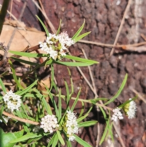 Platysace lanceolata at Bermagui, NSW - 6 Dec 2024 10:57 AM