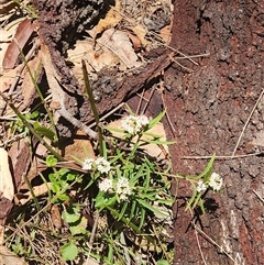 Platysace lanceolata at Bermagui, NSW - 6 Dec 2024 10:57 AM