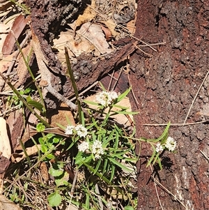 Platysace lanceolata at Bermagui, NSW - 6 Dec 2024 10:57 AM