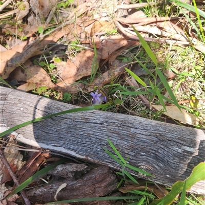 Dianella sp. (Flax Lily) at Bermagui, NSW - 6 Dec 2024 by TheCrossingLand